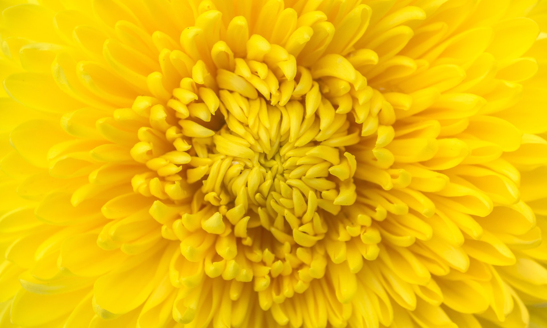Yellow Flower Macro Shot